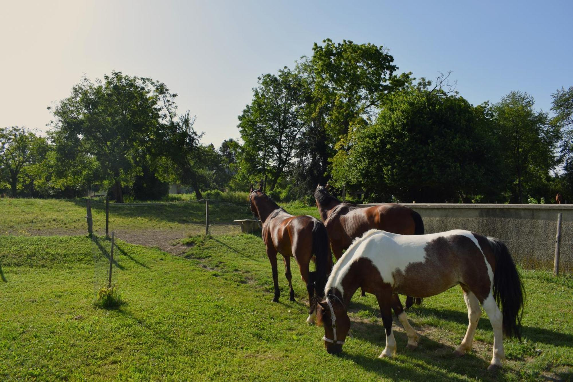 Farm Stay Zevnik Brežice المظهر الخارجي الصورة