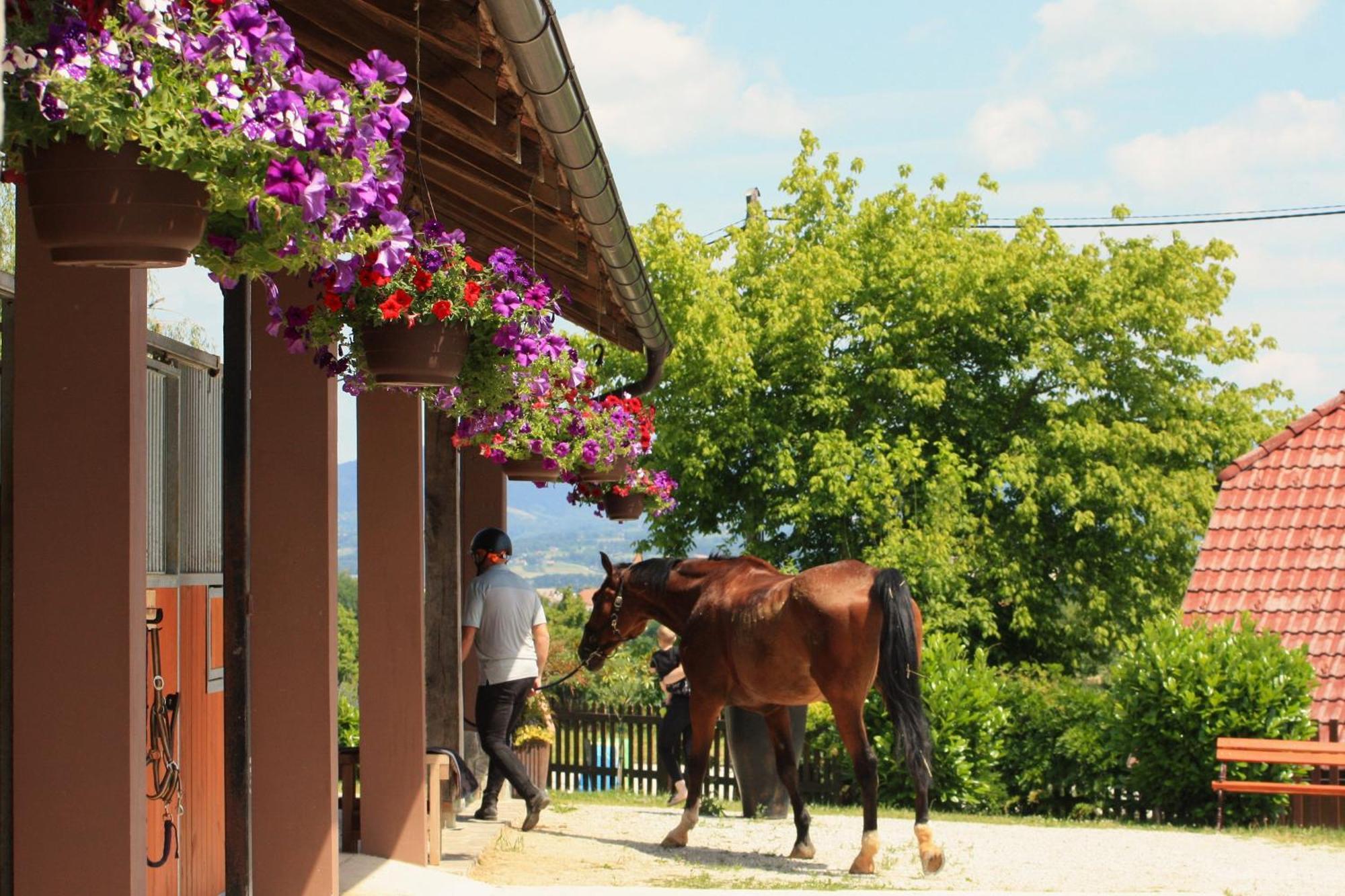 Farm Stay Zevnik Brežice المظهر الخارجي الصورة